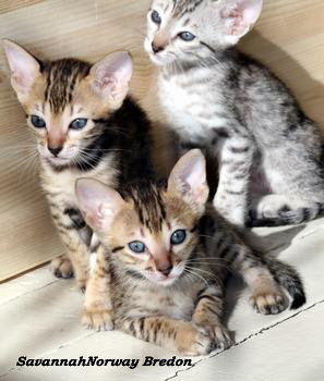 SavannahNorway Kittens. Foto: Camilla Hesby Johnsen